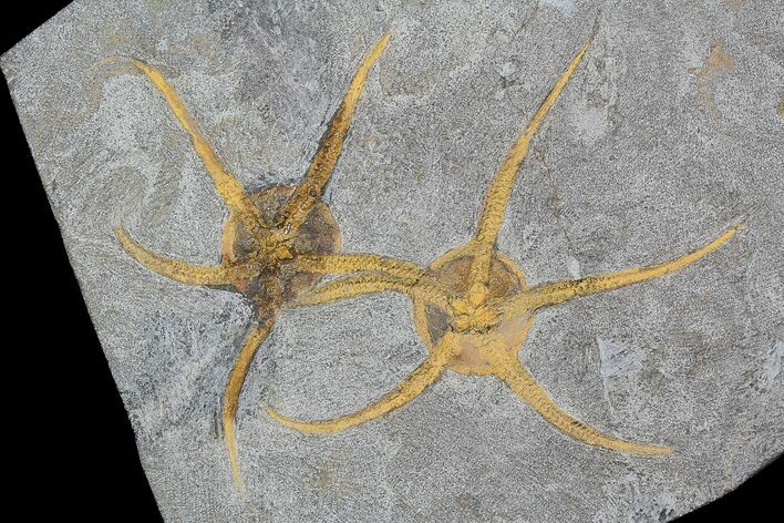 Two Large Ordovician Brittle Stars (Ophiura) - Morocco #92745